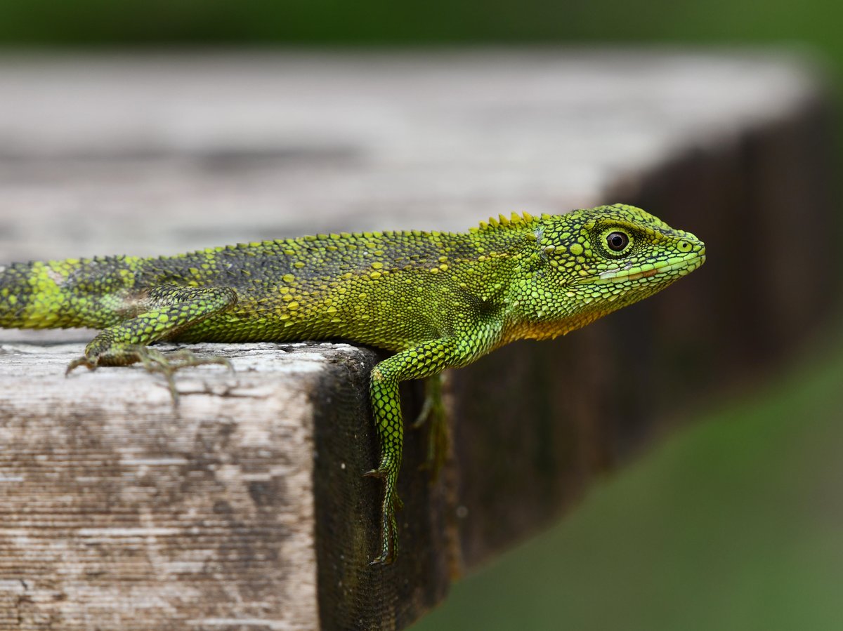 #55:
          Okinawa Tree Lizard, Okinawa.
          f/ at mm - Shutter Speed: - ISO: